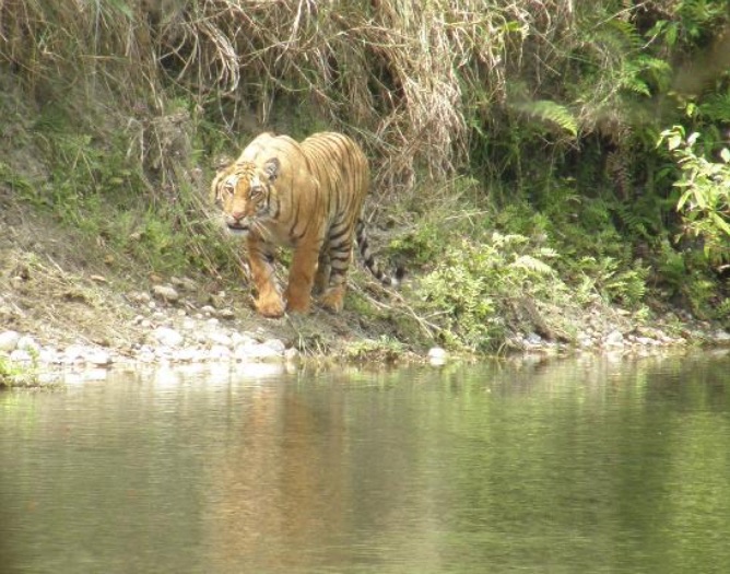 No water, no tiger.