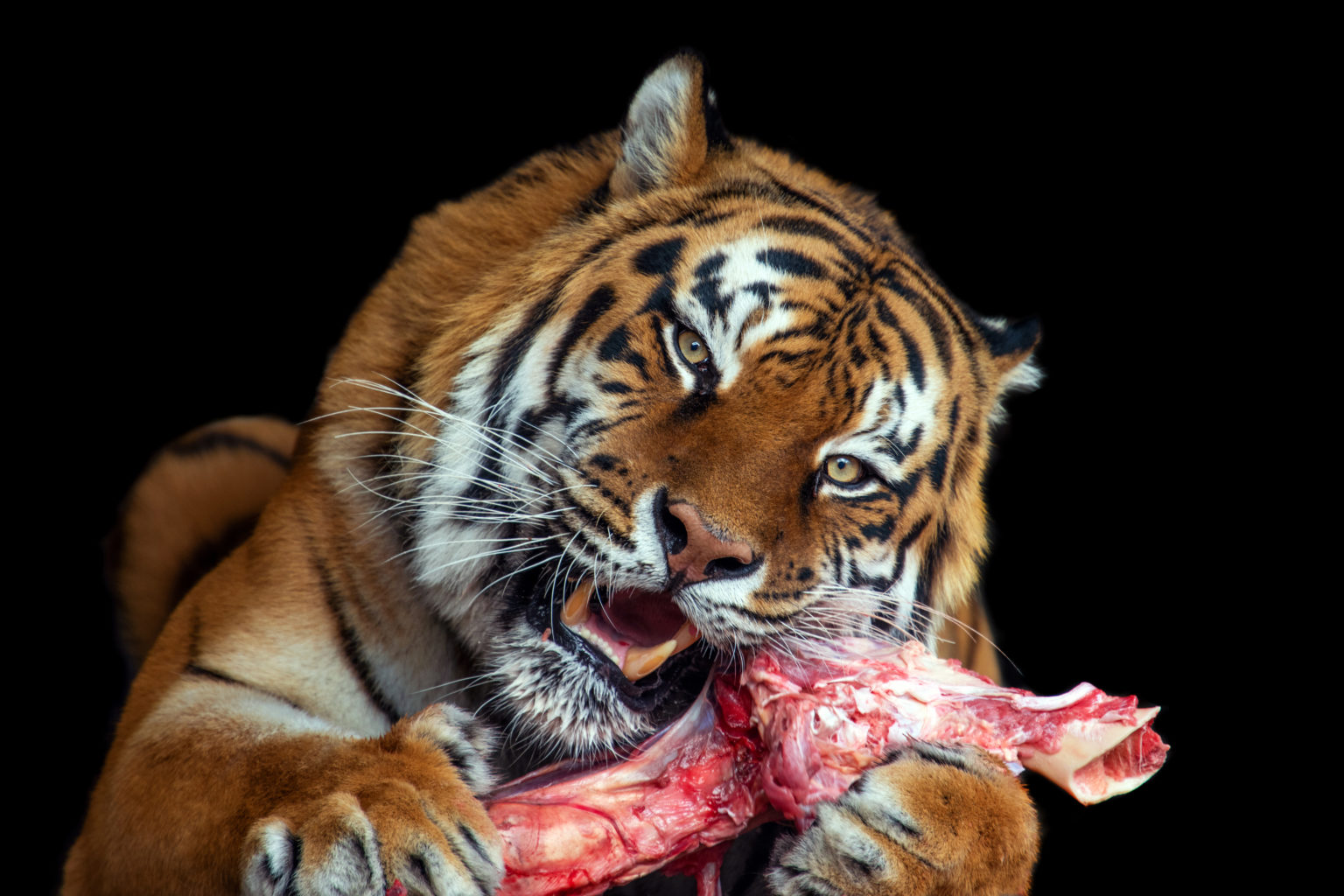 Food for tigers